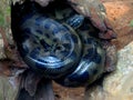 Coiled Green anaconda about to remove its skin