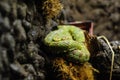 Coiled green snake Royalty Free Stock Photo