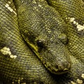 Coiled green tree python (Morelia viridis) featuring vibrant green scales with faint Royalty Free Stock Photo