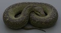 Coiled Green Tree Python Resting Calmly on a Grey Surface Royalty Free Stock Photo