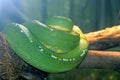 Coiled Green Tree Python