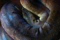 Coiled Macklot Python Royalty Free Stock Photo