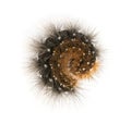 Coiled Moth caterpillar viewed from up high, isolated