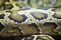 Coiled python skin