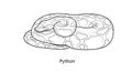 Coiled Python Snake Illustration - Detailed Black and White Reptile Drawing Royalty Free Stock Photo