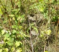 Coiled Rattle Snake Coiled Ready to Strike in Green Undergrowth Royalty Free Stock Photo