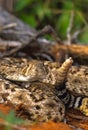 Coiled Rattler Royalty Free Stock Photo