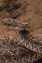 Coiled Rattler Royalty Free Stock Photo