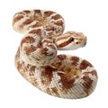 Coiled Rattlesnake with Brown and White Diamond Pattern on White Background reptile Royalty Free Stock Photo