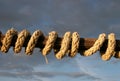 Coiled rope Royalty Free Stock Photo