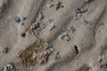 Coiled sand castings of a lugworm, arenicola marina