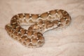 Coiled Saw-Scaled Viper laying on a bed of sand