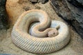 Coiled Snake