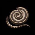 Coiled snake against a black background, displaying intricate patterns. Its body forms Royalty Free Stock Photo