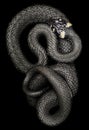 Coiled snake on black