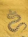 Coiled snake buried in yellow sand