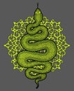 Coiled snake detailed illustration