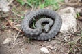 Coiled snake on the ground