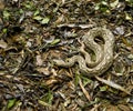 Coiled snake on ground