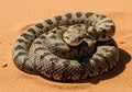 A coiled snake on reddish-brown sand, displaying a brown and black Royalty Free Stock Photo