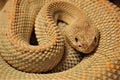 Coiled snake with sand colored scales Royalty Free Stock Photo