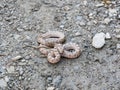 Coiled snake in Sierra nevada national park, Spain