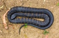 Coiled tiger snake