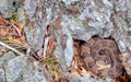 Coiled Timber Rattlesnake Royalty Free Stock Photo