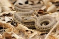 A coiled up garter snake Royalty Free Stock Photo