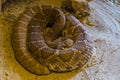 Coiled up red diamond rattlesnake in closeup, venomous pit viper specie fro Royalty Free Stock Photo