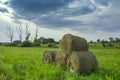 Circles of hay on a green meadow Royalty Free Stock Photo