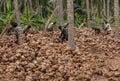 Coimbatore, Tamil nadu/ India- April-11-2019. coconut de-husking process is done by many farm labours.