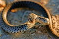 Coin-marked Snake also known as leaden-colored racer