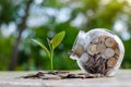 Coin tree Glass Jar Plant growing from coins outside the glass jar money saving and investment financial concept Royalty Free Stock Photo