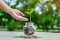 Coin tree Glass Jar Plant growing from coins outside the glass jar money saving and investment financial concept