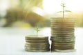 Coin with tree in mutual funds concept. Royalty Free Stock Photo