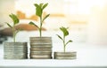 Coin with tree in mutual funds concept. Royalty Free Stock Photo