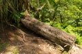 Coin tree at Tarn Hows Lake District National Park England uk Royalty Free Stock Photo