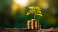 Coin tree The tree grows on the pile. Saving money for the future. Investment Ideas and Business Growth. Green background with Royalty Free Stock Photo