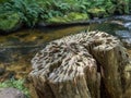 Coin wishing tree at Golitha Fall, near Liskeard, Cornwall, England. Stump with coins embedded into it. Royalty Free Stock Photo