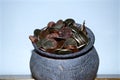 The Coins from around the world in the old black pottery isolated for collecting, business concept, Save money concept