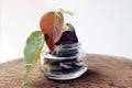 Coins in a bottle and the green tree, Represents the financial growth. Concept of money saving. Royalty Free Stock Photo