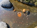 Coins dropped for fulfilment of peoples's wishes