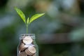 Coins in glass jar and growing tree. business and financial growth, saving money concept, profitable cash investments Royalty Free Stock Photo