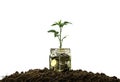 Coins in glass jar with plant on top putting on soil isolated for save concept on white background Royalty Free Stock Photo