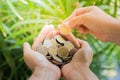 Coins in the hands , add coin by little hand nature background.