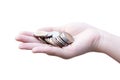 Coins in hands Isolated on white Royalty Free Stock Photo