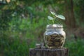 Coins in jar on nature background, Concept finance business, saving investment and accounting concept. Royalty Free Stock Photo