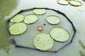 Coins on a lotus leaf Royalty Free Stock Photo