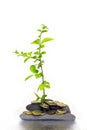 Coins and plant Royalty Free Stock Photo